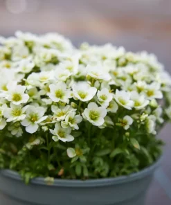 Saxifraga - Hagesildre hvit 13 cm