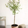 Syringa meyeri 'Palibin'  - Dvergsyrin 23 cm oppstammet