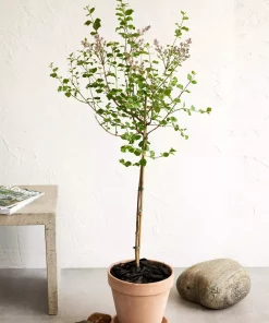 Syringa meyeri 'Palibin'  - Dvergsyrin 23 cm oppstammet
