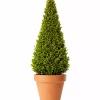 Buxus Sempervirens - Europabuksbom 23 cm pyramide