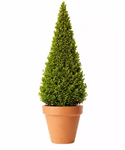 Buxus Sempervirens - Europabuksbom 23 cm pyramide