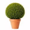 Buxus Sempervirens - Europabuksbom 29 cm Ø45