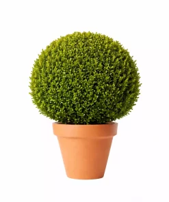 Buxus Sempervirens - Europabuksbom 29 cm Ø45