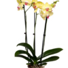 Phalaenopsis - Orkide 12 cm 3 grenet gul