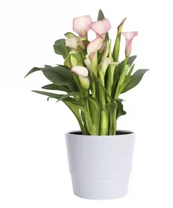 Zantedeschia - Calla 11 cm