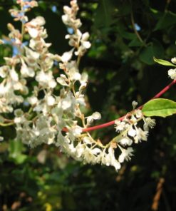 Fallopia Aubertii - Arkitektens trøst 15 cm