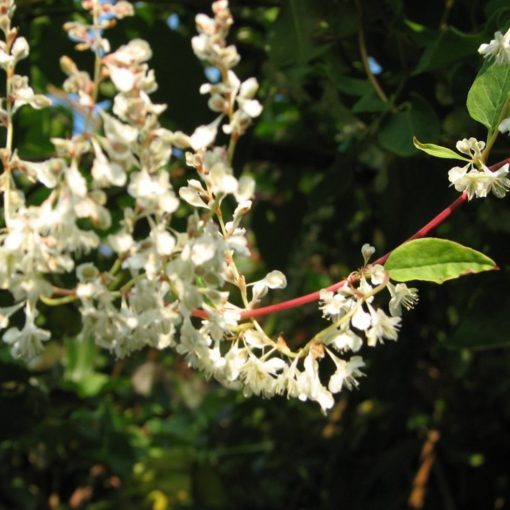 Fallopia Aubertii - Arkitektens trøst 15 cm