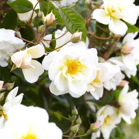 Hagerose 'Lykkefund' 19 cm