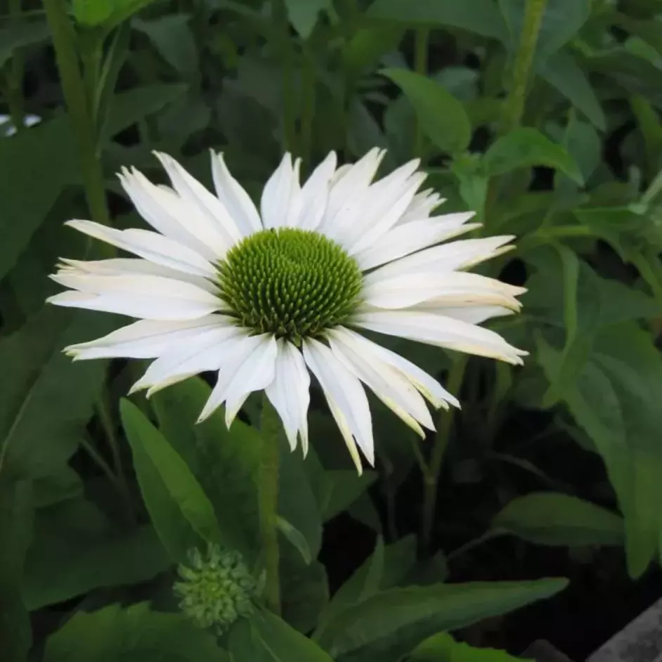 Echinacea purpurea - Solhat hvit 11 cm
