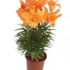 Lillium - Liljer Aziaat 13 cm