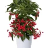 Ardisia - Tannardisia 15 cm