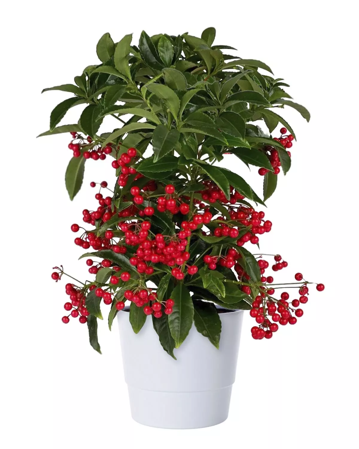 Ardisia - Tannardisia 15 cm