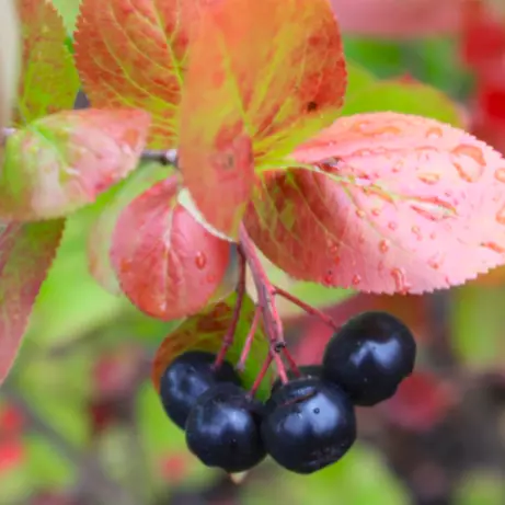 Aronia melanocarpa 'Moskva' oppstammet 70 cm 10L