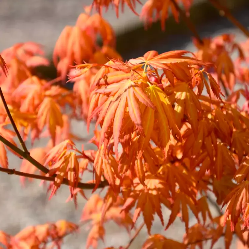 Acer palmatum 'Orange Dream' - Viftelønn 15 cm