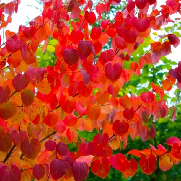 Cercidiphyllum japonicum 'Gøteborg' 10 L