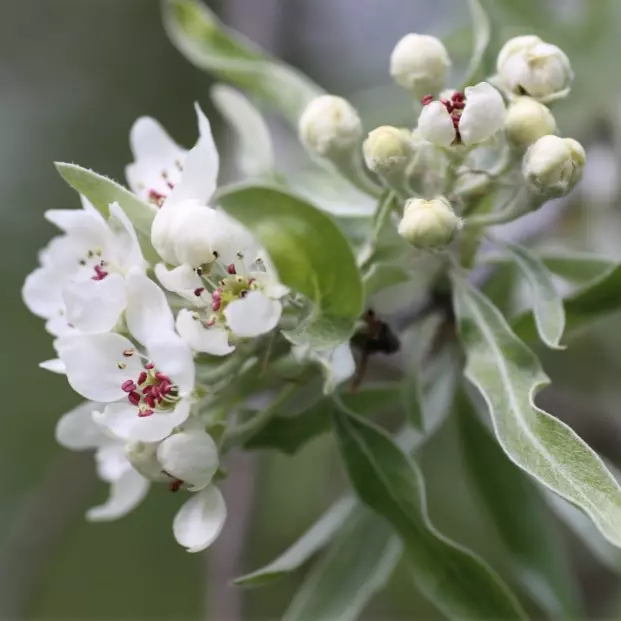 Pyrus salicifolia 'DIS' - Vierpære oppstammet 100 cm 10L