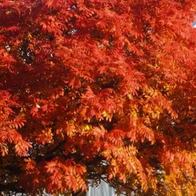 Sorbus commixta 'HALLA SAN' - Rogn oppstammet 80-100 cm 10L
