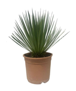 Yucca Rostrata 24 cm