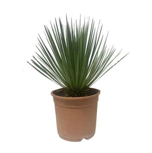 Yucca Rostrata 24 cm