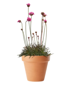 Armeria - Strandnelllik 19 cm