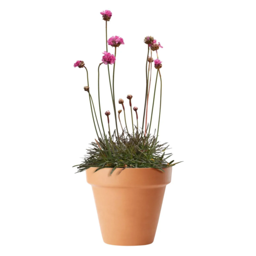 Armeria - Strandnelllik 19 cm