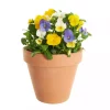 Stemor multicolour 12 cm