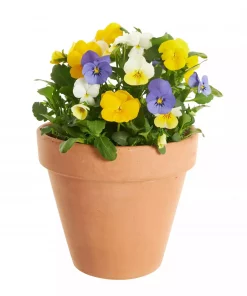 Stemor multicolour 12 cm