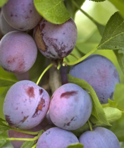 Prunus Fruit d. Opal stam 50 cm, 18 cm