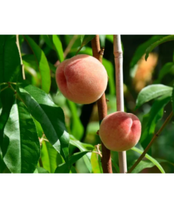 Prunus Fruit persica 'Rubira' stam 50 cm, 18 cm