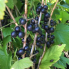 Ribes nigrum Öjebyn 'Tatania' - Solbær 14 cm