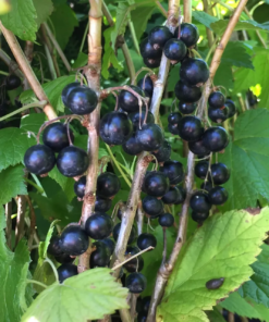 Ribes nigrum Öjebyn 'Tatania' - Solbær 14 cm