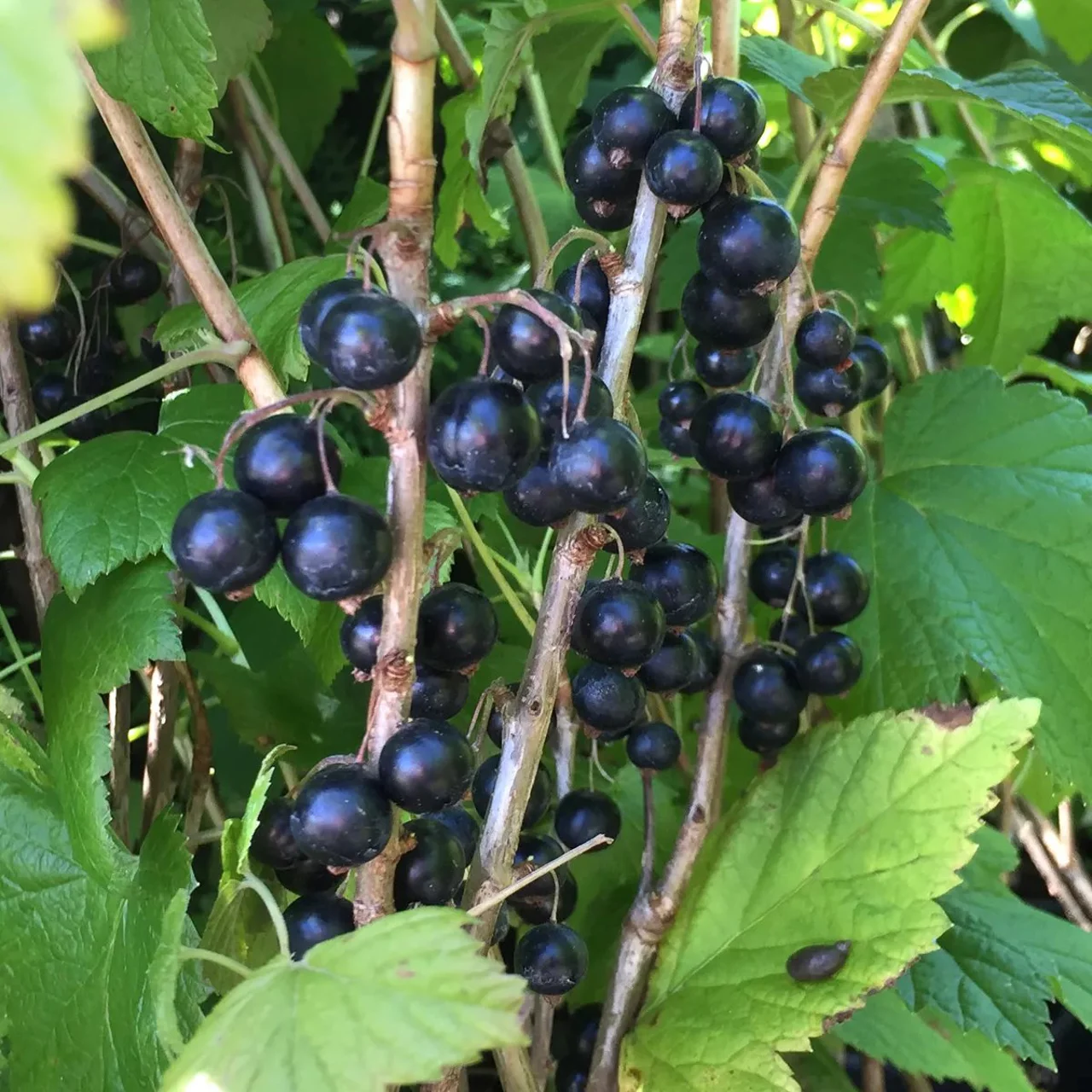 Ribes nigrum Öjebyn 'Tatania' - Solbær 14 cm