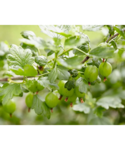 Ribes Uva Crispa 'Hinnomaki' - Stikkelsbær grønn 14 cm