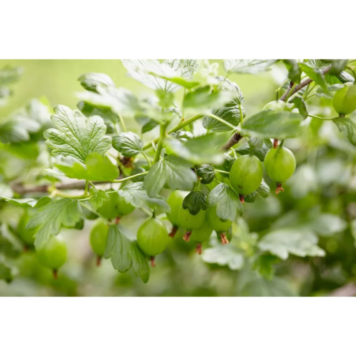 Ribes Uva Crispa 'Hinnomaki' - Stikkelsbær grønn 14 cm