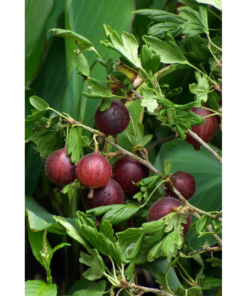 Ribes Uva Crispa 'Hinnomaki' - Stikkelsbær rød 14 cm