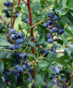 Blåbær - Vaccinium mix 14 cm