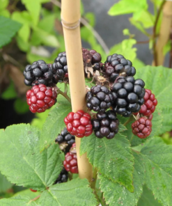 Rubus fruticosus 'Black Satin' - Bjørnebær 14 cm