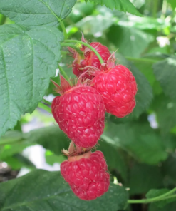 Rubus idaeus 'Little Red Frosty©' - Bringebær 14 cm