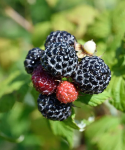 Rubus idaeus 'Black Juwel' - Bringebær 14 cm