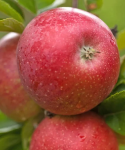 Frukttrær Malus domestica - Eple 'Aroma Fagravoll' 10L