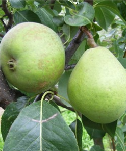 Frukttrær Pyrus communis - Pære 'Herrepære' 10L