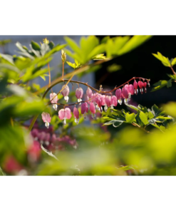 Dicentra spectabilis - Løytnantshjerte 17 cm