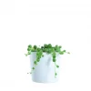 Senecio Herranus mini