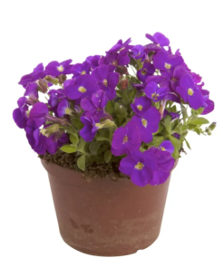Aubrieta - Puteblomst 13 cm