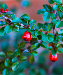 Cotoneaster nanshan (praecox) 'Hagen' oppstammet 70 cm 10L