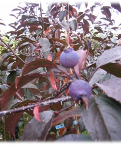 Malus 'Royalty' 10L