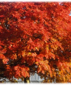 Sorbus commixta 'HALLA SAN' - Rogn oppstammet 80-100 cm 10L