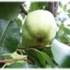 Frukttrær Pyrus communis - Pære 'Anna' 10L