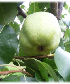 Frukttrær Pyrus communis - Pære 'Anna' 10L