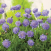Scabiosa columbaria 'Butterfly blue' - Bakkeknapp 11 cm